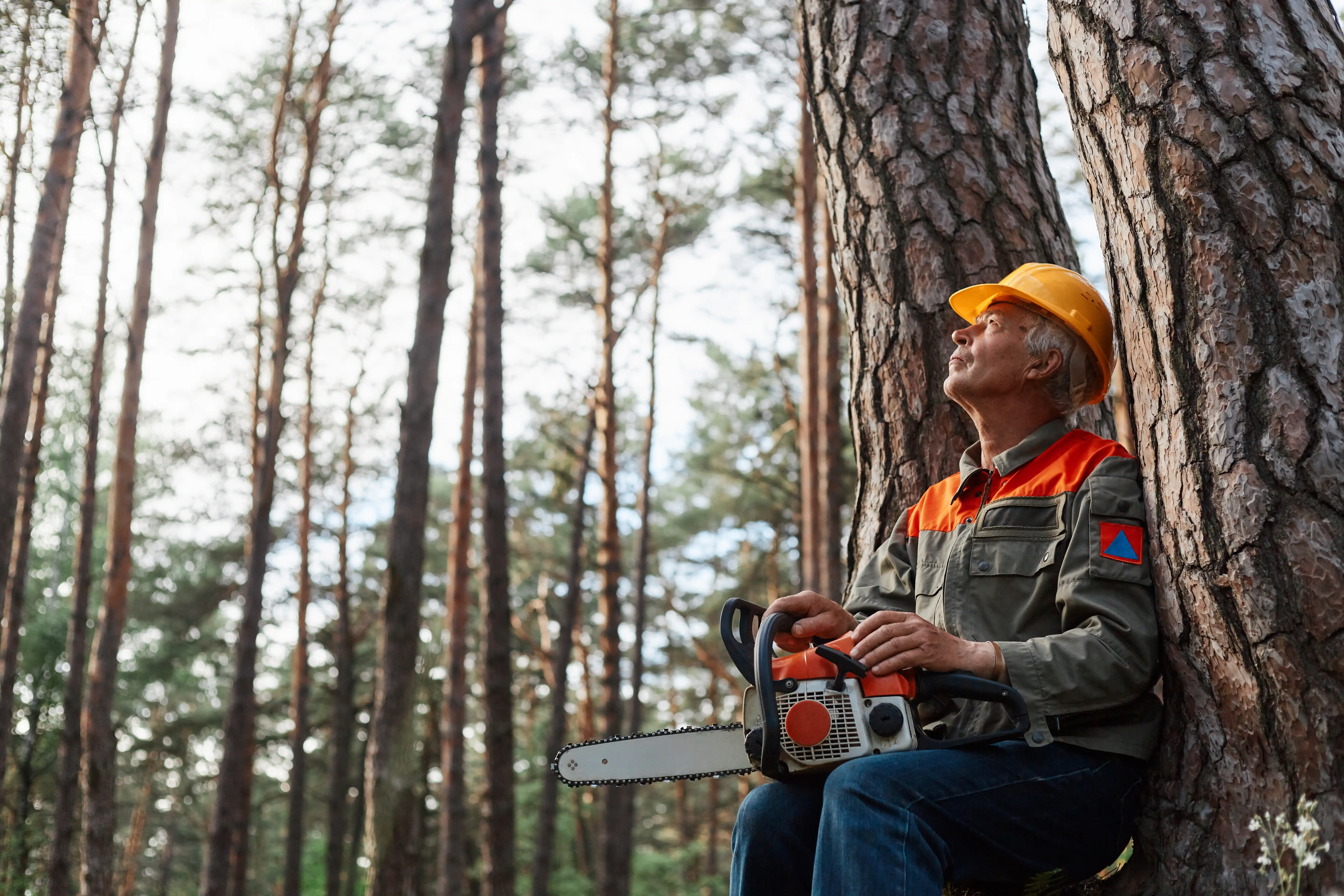 Arborist worker on a job site